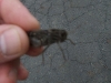 dscf3071